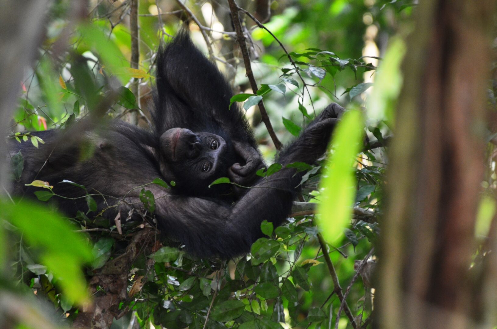 Happy Bonobo ape on a tree branch