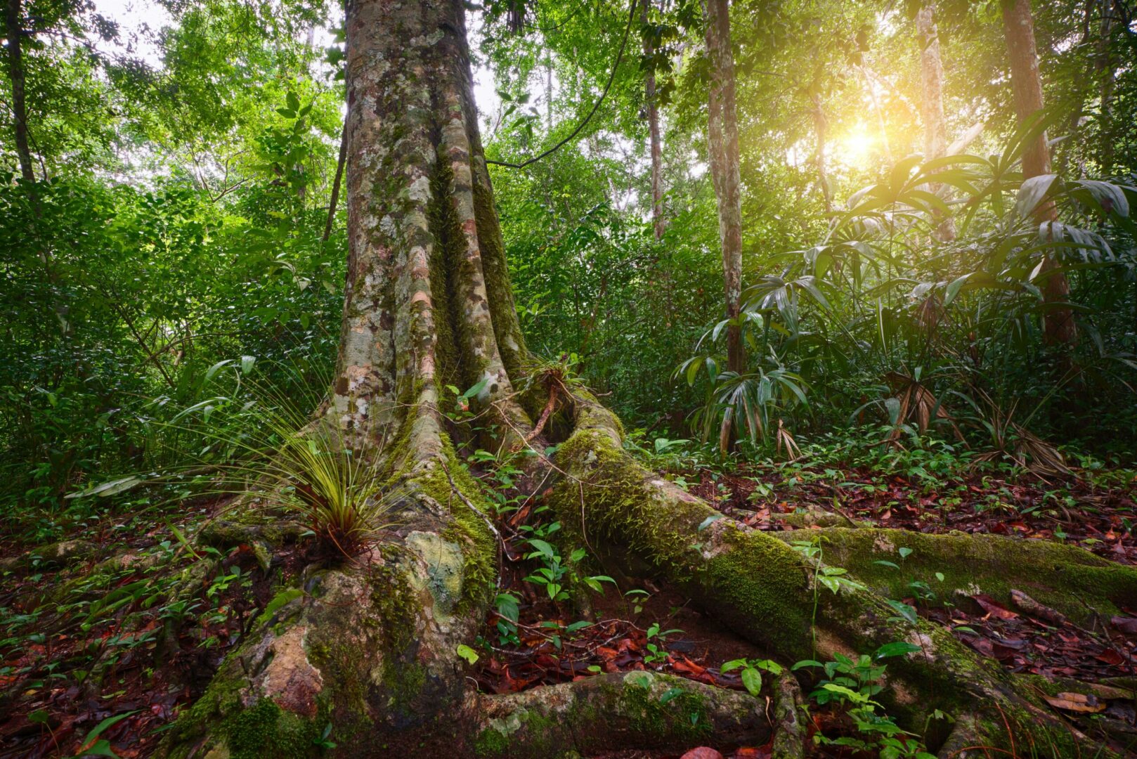 Huge tree in a tropical rainforest